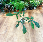Load image into Gallery viewer, Philodendron 69686
