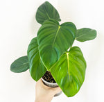 Load image into Gallery viewer, Philodendron Pastazanum
