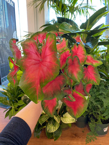 Caladium 'Bombshell'