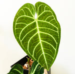 Load image into Gallery viewer, Anthurium regale
