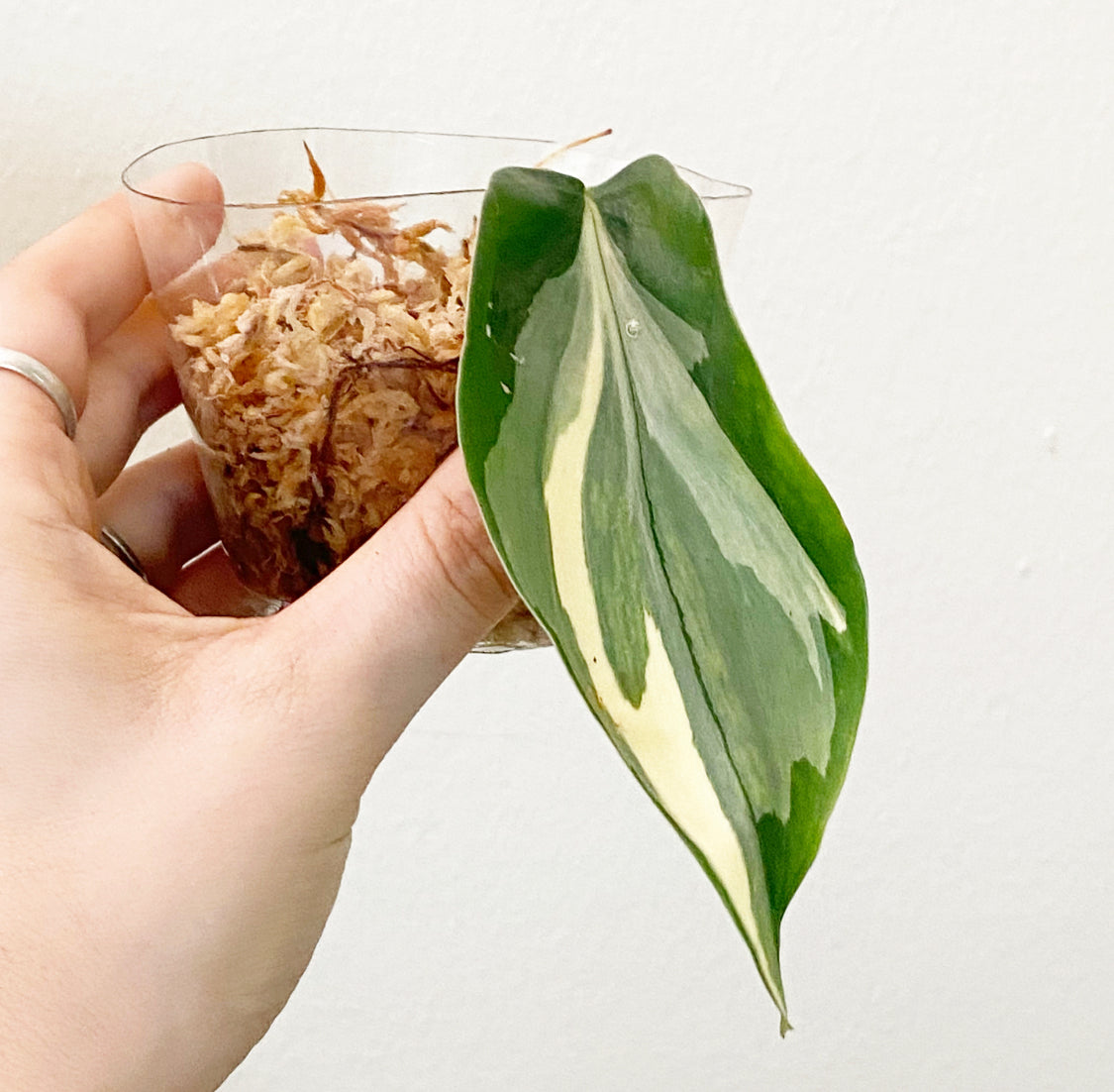 Philodendron 'Rio'