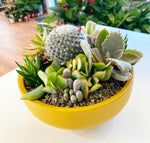 Load image into Gallery viewer, Potted Desert Arrangement - B
