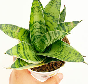 Small Sansevieria, assorted,