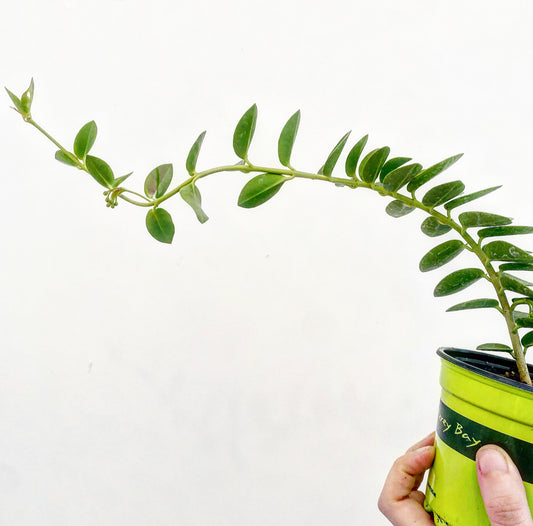 Hoya cumingiana