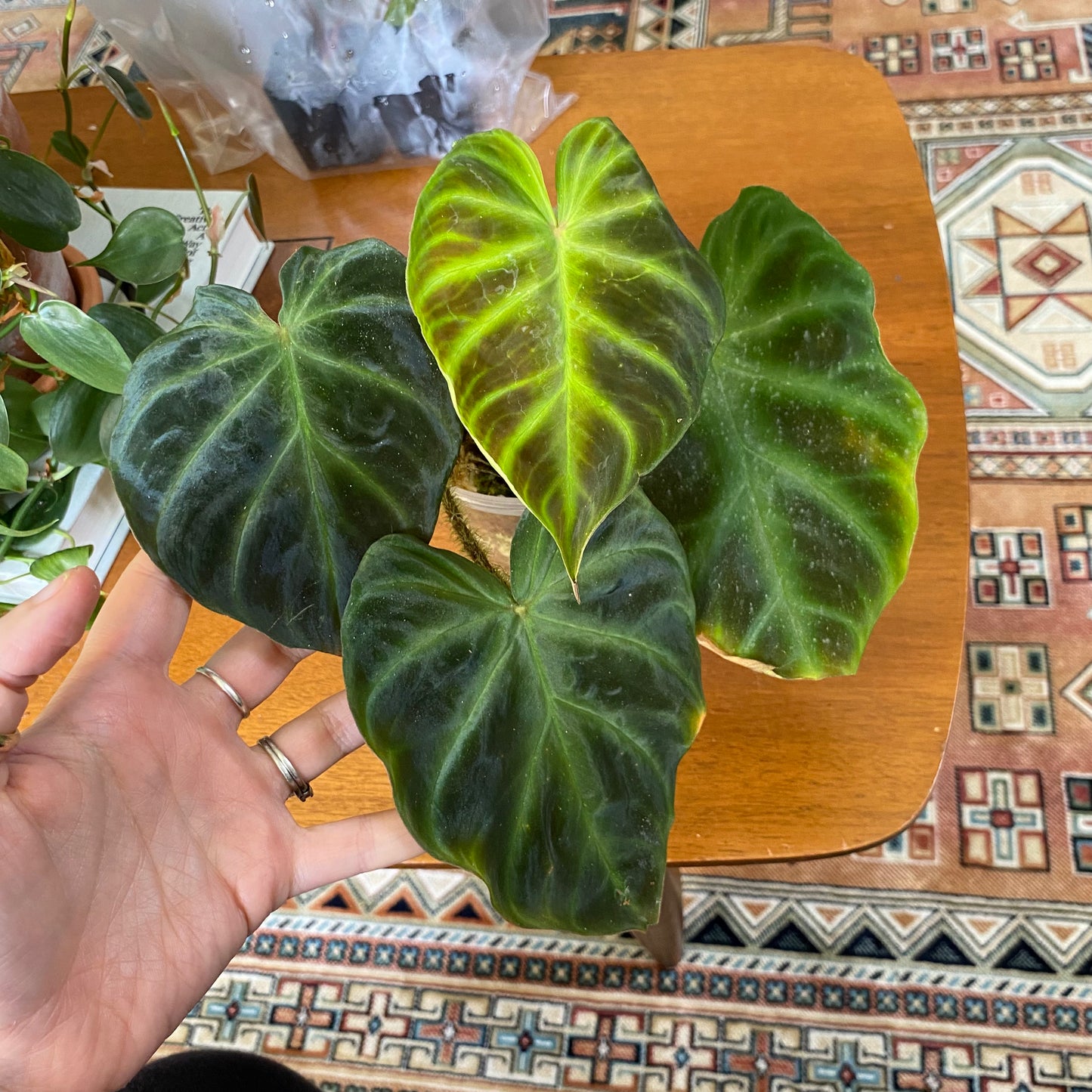 Philodendron verrucosum