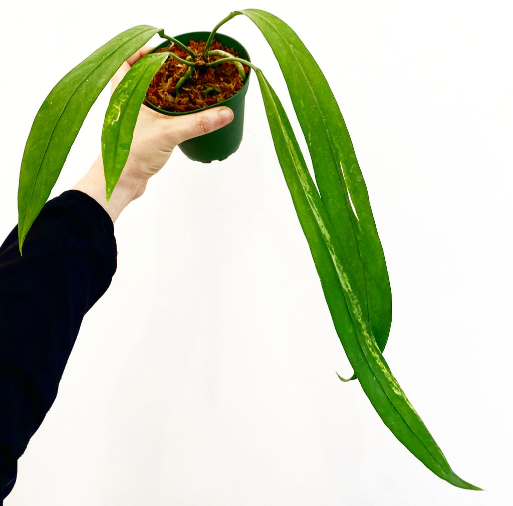 Anthurium vittariifollium variegata 