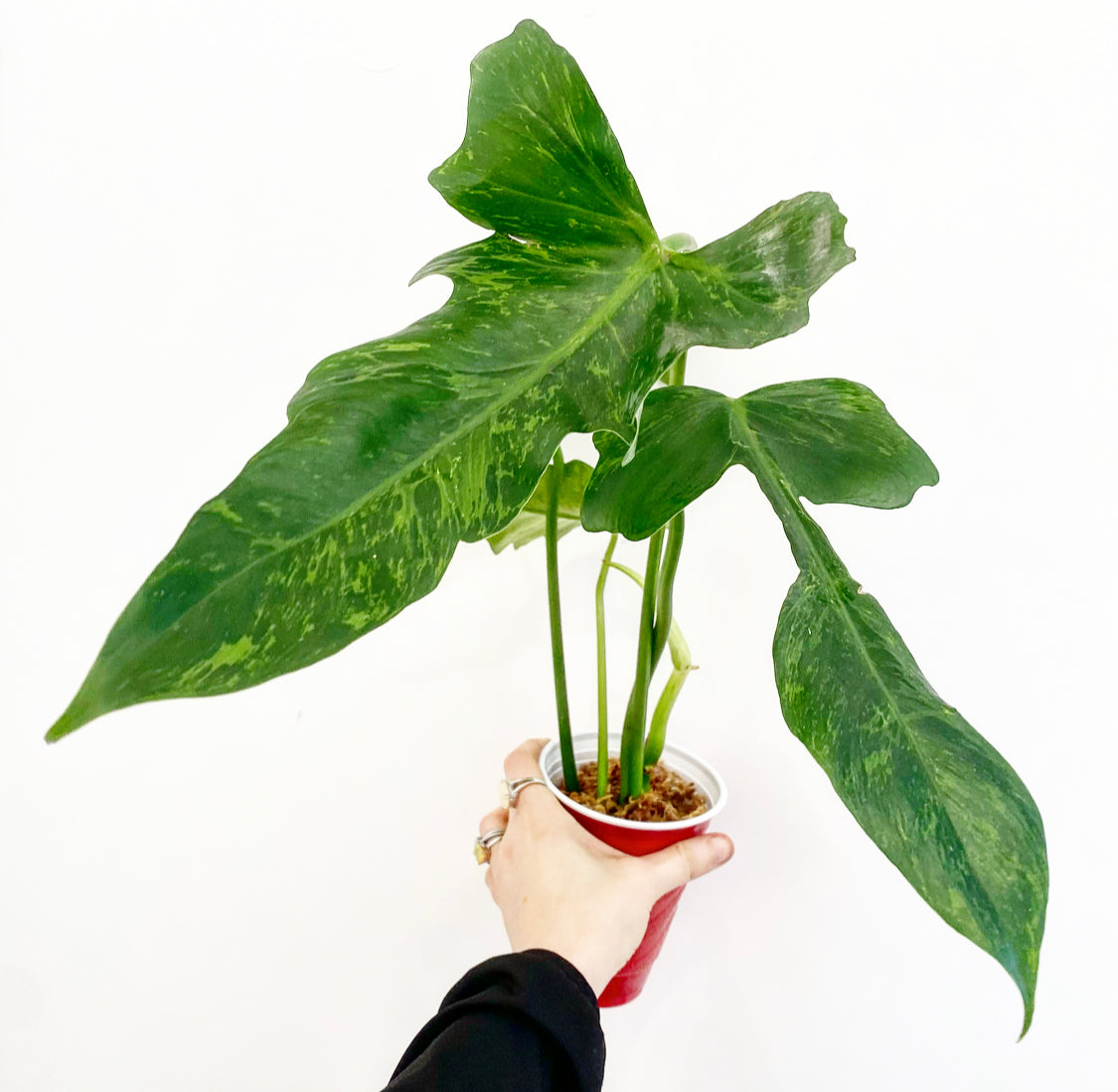 Philodendron 'Mottled Dragon'