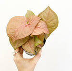 Load image into Gallery viewer, Syngonium &#39;Pink Allusion&#39;
