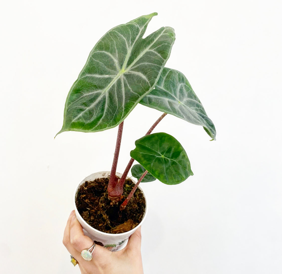 Alocasia 'Pink Dragon' AKA "Morocco"