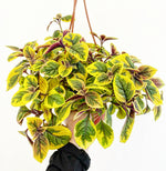 Load image into Gallery viewer, Plectranthus &#39;Troy&#39;s Gold&#39;
