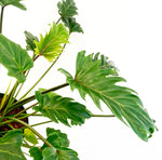 Load image into Gallery viewer, Philodendron &#39;Xanadu&#39;
