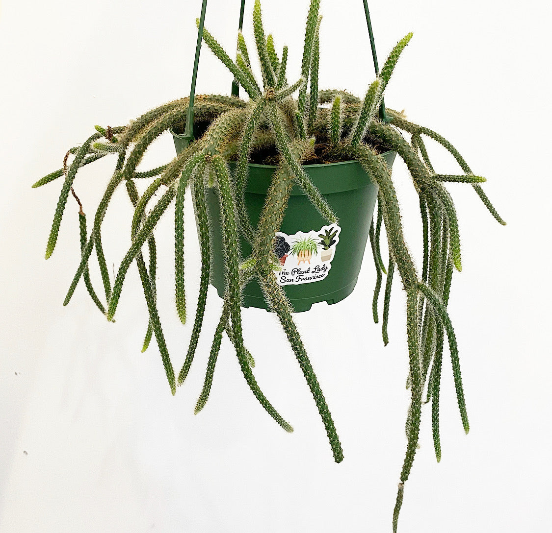 Rat Tail Cactus (Aporocactus flagelliformis)