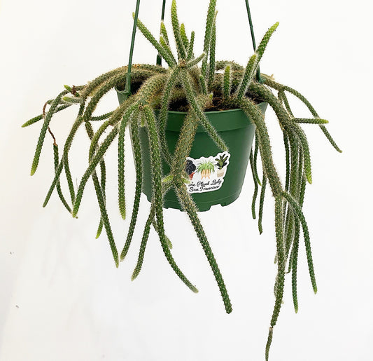 Aporocactus flagelliformis (Rat Tail Cactus)