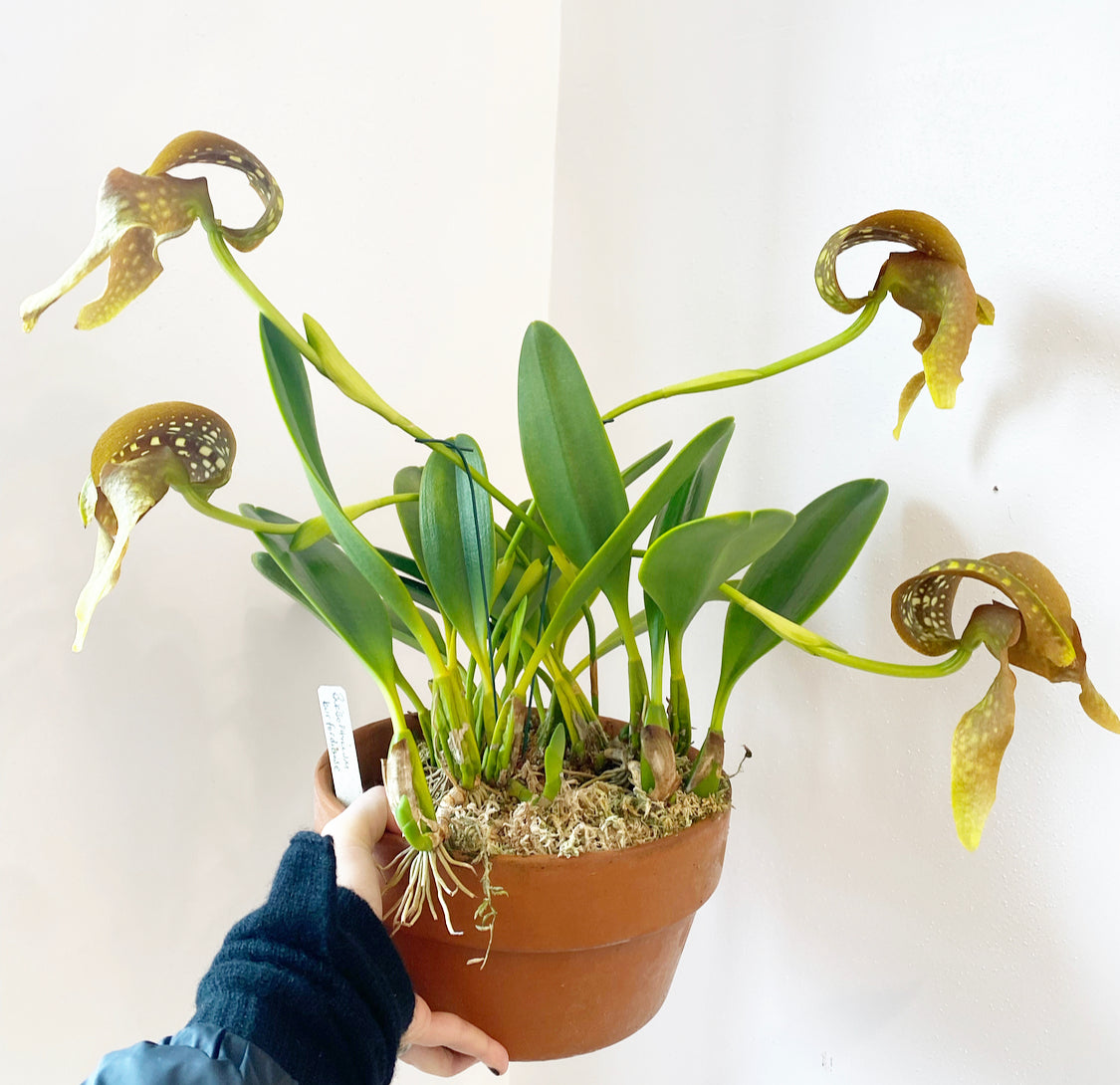 Bulbophyllum burfordiense