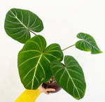 Load image into Gallery viewer, Philodendron gloriosum
