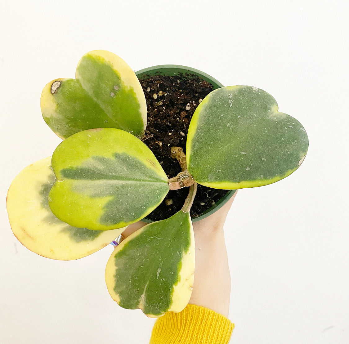 Hoya kerrii variegata – The Plant Lady SF