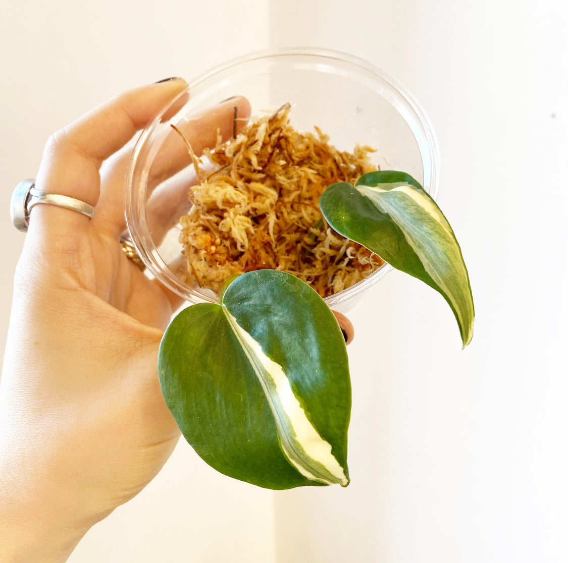 Philodendron 'Rio'
