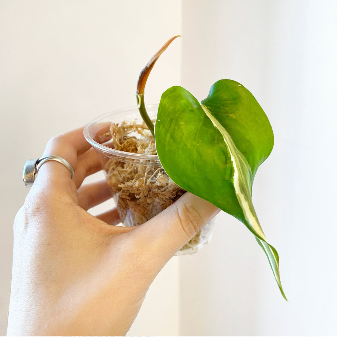Philodendron 'Rio'