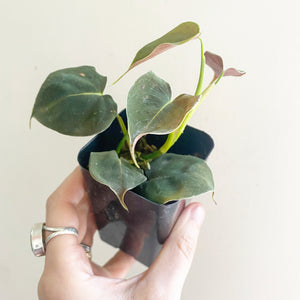 philodendron-lupinum