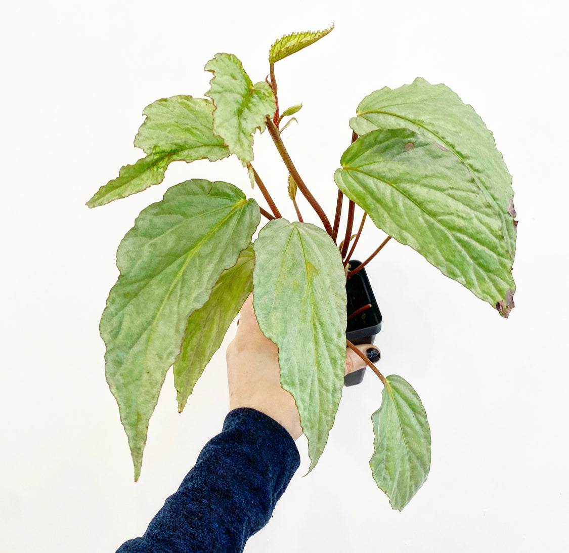 Begonia hatacoa 'Silver'