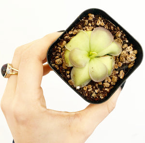 Pinguicula hemiepiphytica x cyclosecta