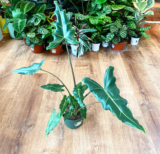 Alocasia sarian