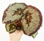 Load image into Gallery viewer, Begonia &#39;Old Blue&#39;
