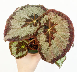 Begonia 'Old Blue'