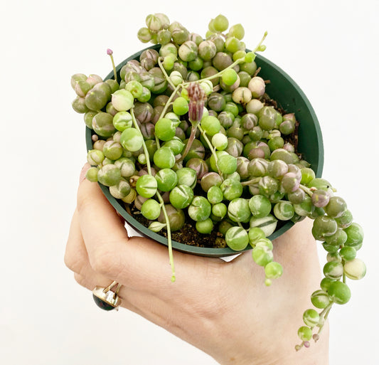 String of Pearls - Variegated