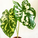 Load image into Gallery viewer, Caladium praetermissum  &#39;Hilo Beauty&#39;
