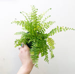 Load image into Gallery viewer, Tiger Fern

