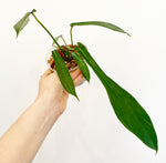 Load image into Gallery viewer, Philodendron joepii
