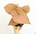 Load image into Gallery viewer, Syngonium &#39;Pink Allusion&#39;
