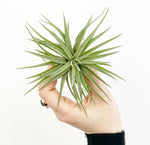 Load image into Gallery viewer, Tillandsia plagiotropica ‘Purple Form’
