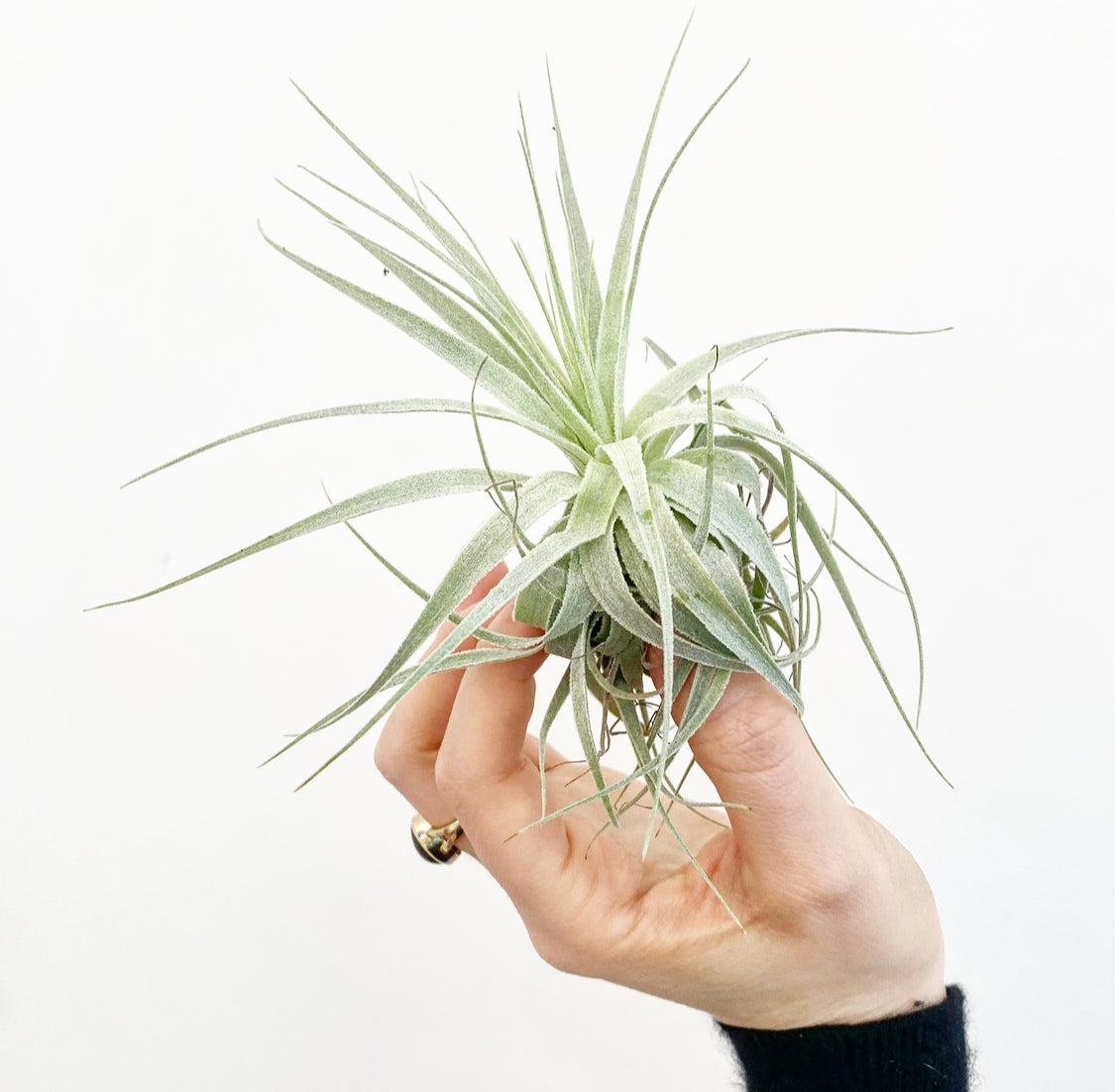 Tillandsia gardneri