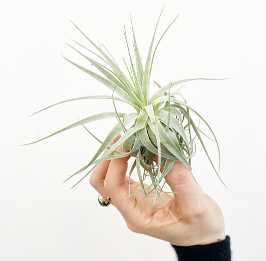 Tillandsia gardneri
