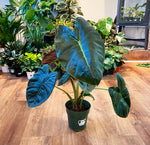 Load image into Gallery viewer, Alocasia &#39;Golden Bone&#39;
