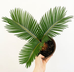 Sago Palm