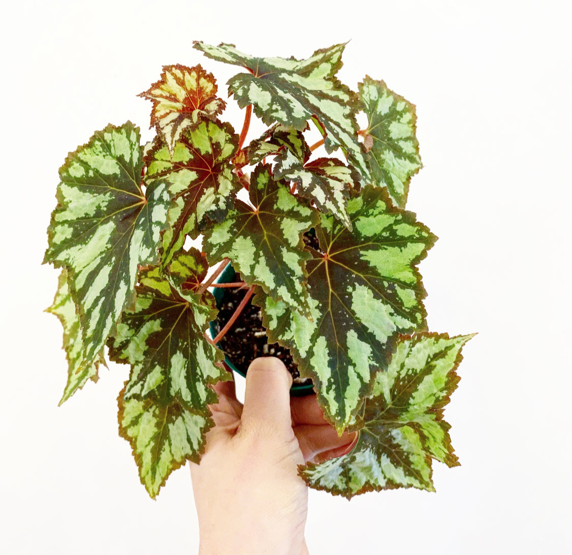 Begonia 'Granada'