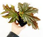 Load image into Gallery viewer, Begonia &#39;Cracklin&#39; Rosie&#39;
