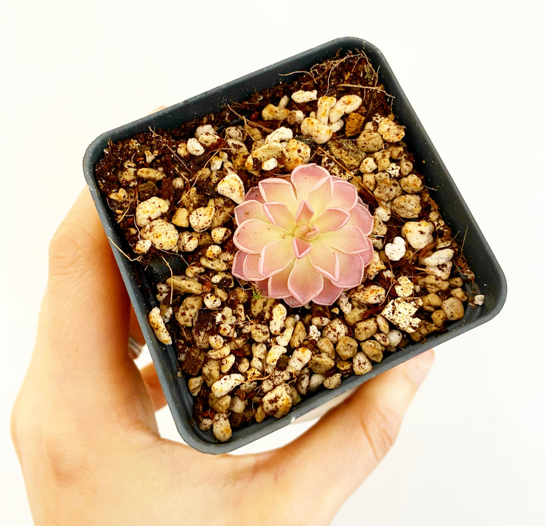 Pinguicula ehlersiae x mesophytica "Estrellita"