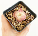 Load image into Gallery viewer, Pinguicula &#39;Weser&#39;
