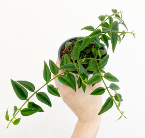 Hoya lanceolata ‘Bella’