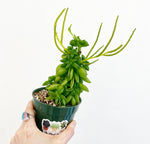 Load image into Gallery viewer, Peperomia ‘Firesparks’
