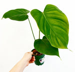 Load image into Gallery viewer, Philodendron lynamii
