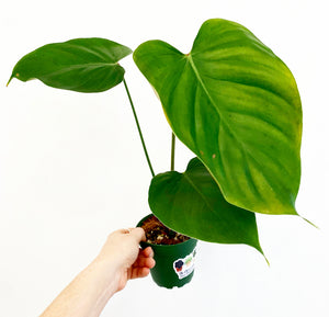 Philodendron lynamii