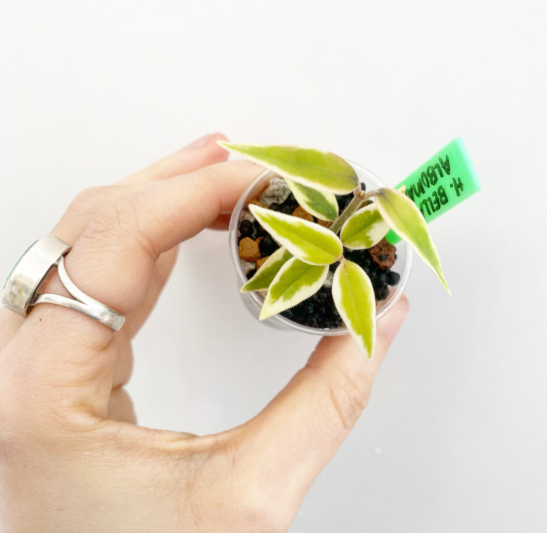 Hoya bella albomarginata