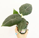 Load image into Gallery viewer, Alocasia &#39;Maharani&#39;
