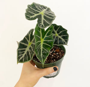 Alocasia ‘Mandalay’