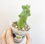 Load image into Gallery viewer, Boobie Cactus (Myrtillocactus geometrizans ‘Fukurokuryuzinboku’)
